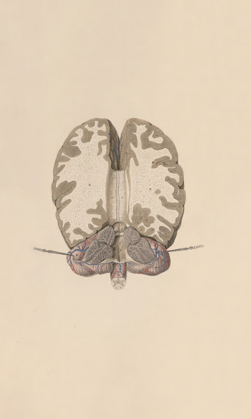 A system of anatomical plates of the human body Pl062 1840