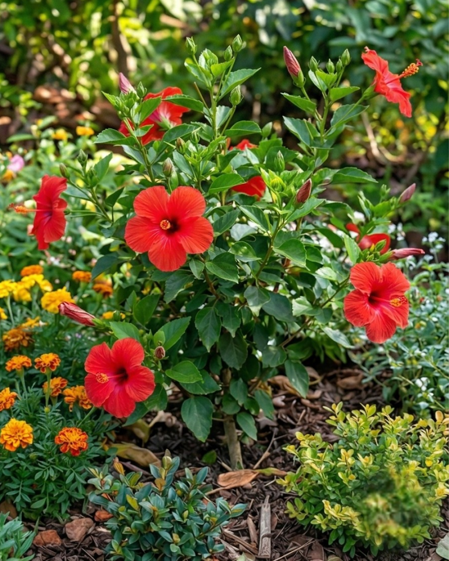Hibiscus Red Flower Plant — view 4