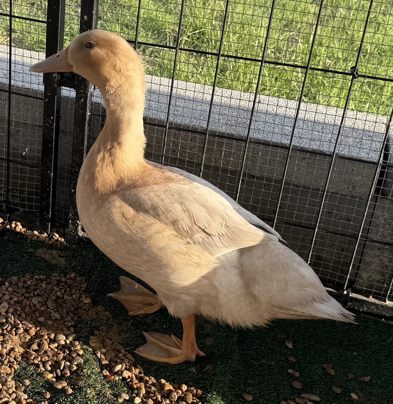 Buff Duckling