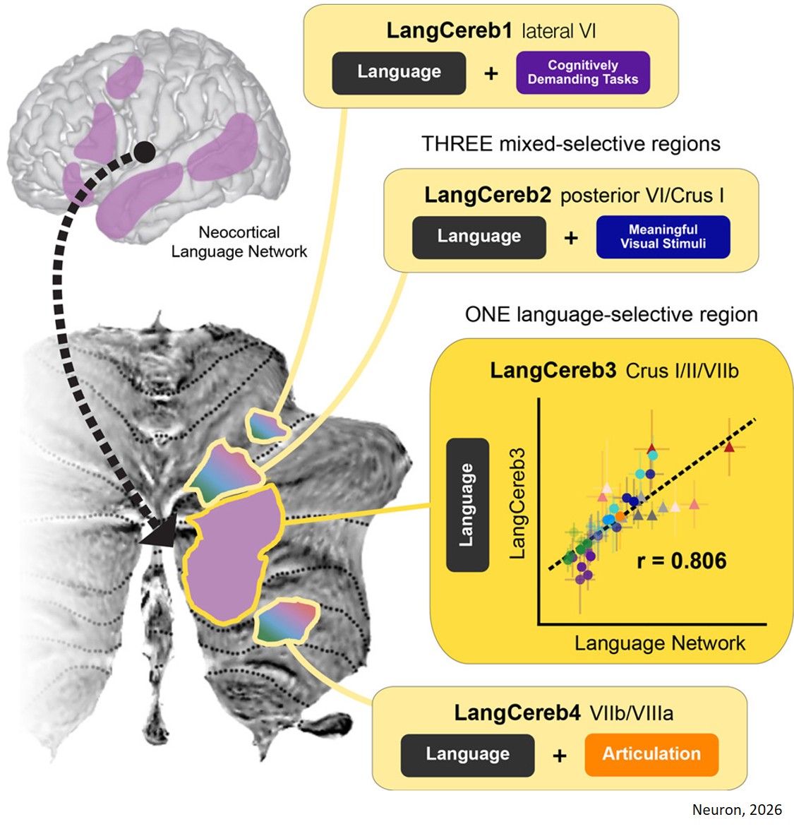 The cerebellar components of the human language network