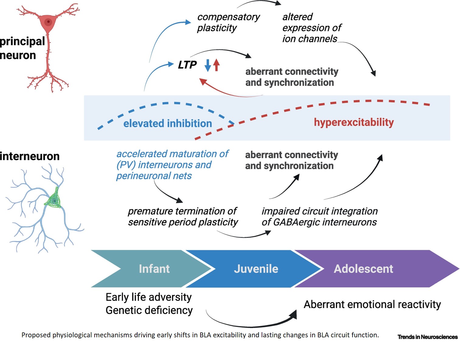 Amygdala excitability across development: mechanisms, environmental influences, and behavioral outcomes