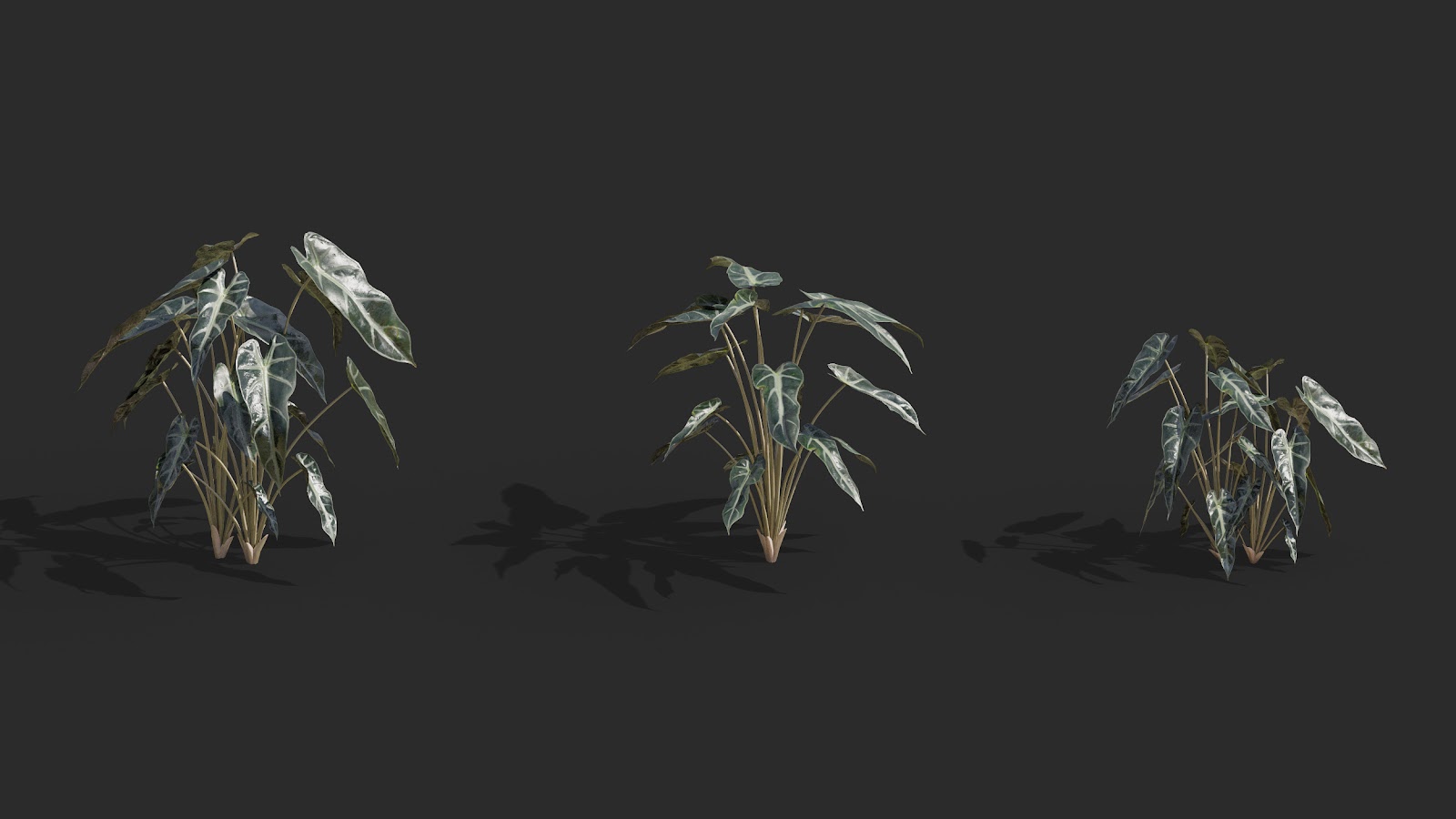 Maxtree - Plant Models Vol.62