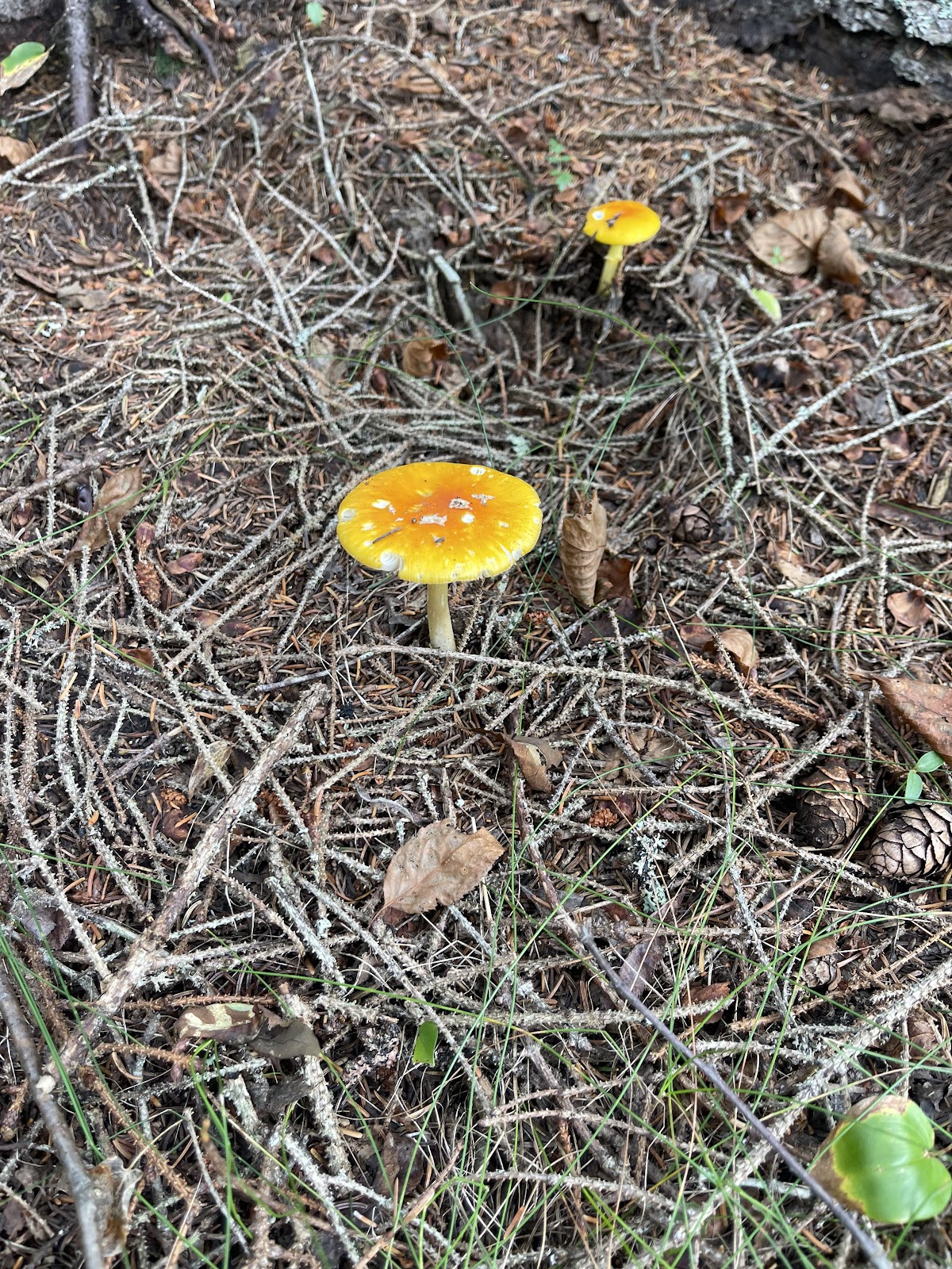 Mushrooms along Schoodic trail