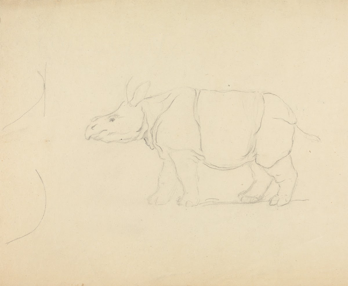 A Rhinoceros