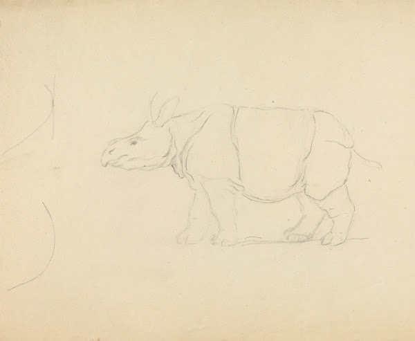 A Rhinoceros