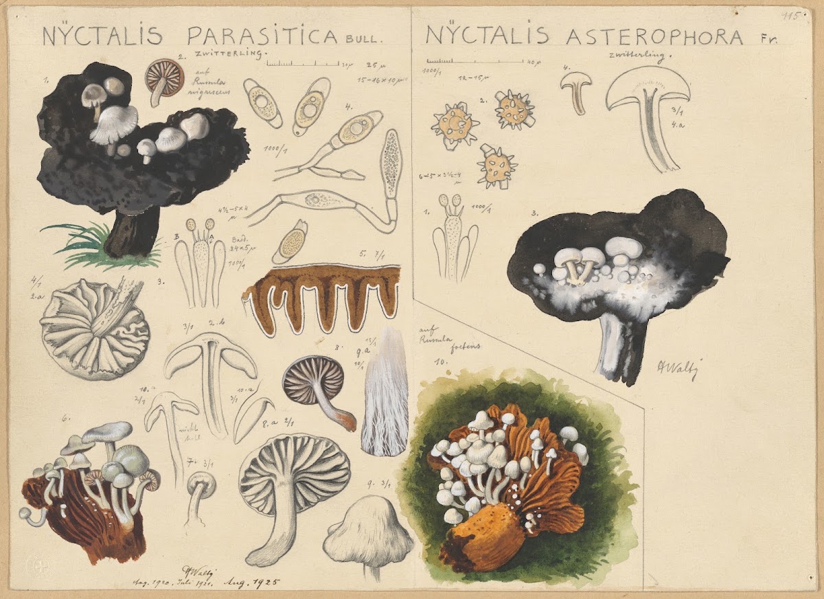 Nyctalis parasitica Nyctalis asterophora 1915 1945