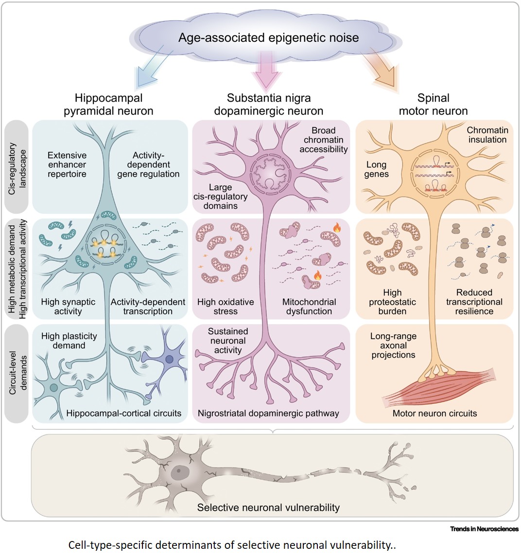 Aging-associated epigenetic dysregulation in neurodegeneration