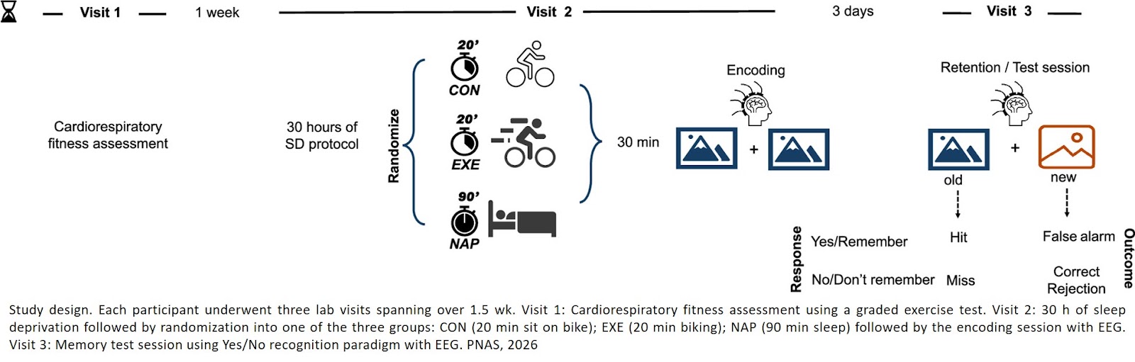 Protecting episodic memory after sleep loss: Similar benefits of exercise and naps via distinct neural contributions