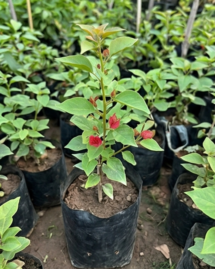 Imported Ruby Bougainvillea Plant — view 3