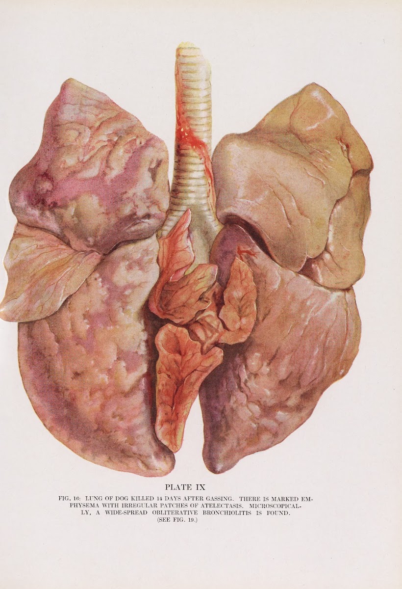 Plate IX Fig 16 Lung of dog killed 14 days after gassing 1920