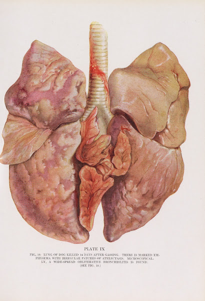 Plate IX Fig 16 Lung of dog killed 14 days after gassing 1920