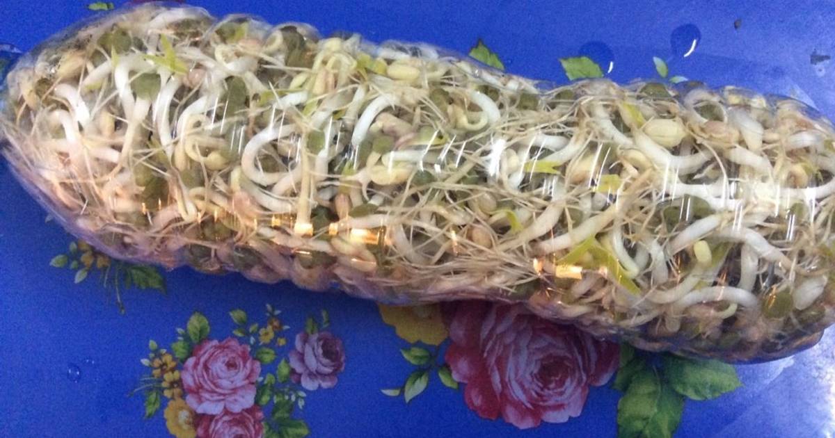 Trồng giá trong chai nước Lavie