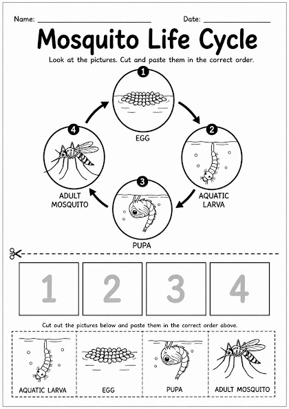 Mosquito Life Cycle Worksheet