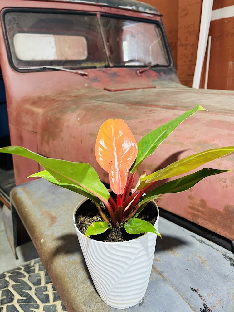 Philo Prince of Orange