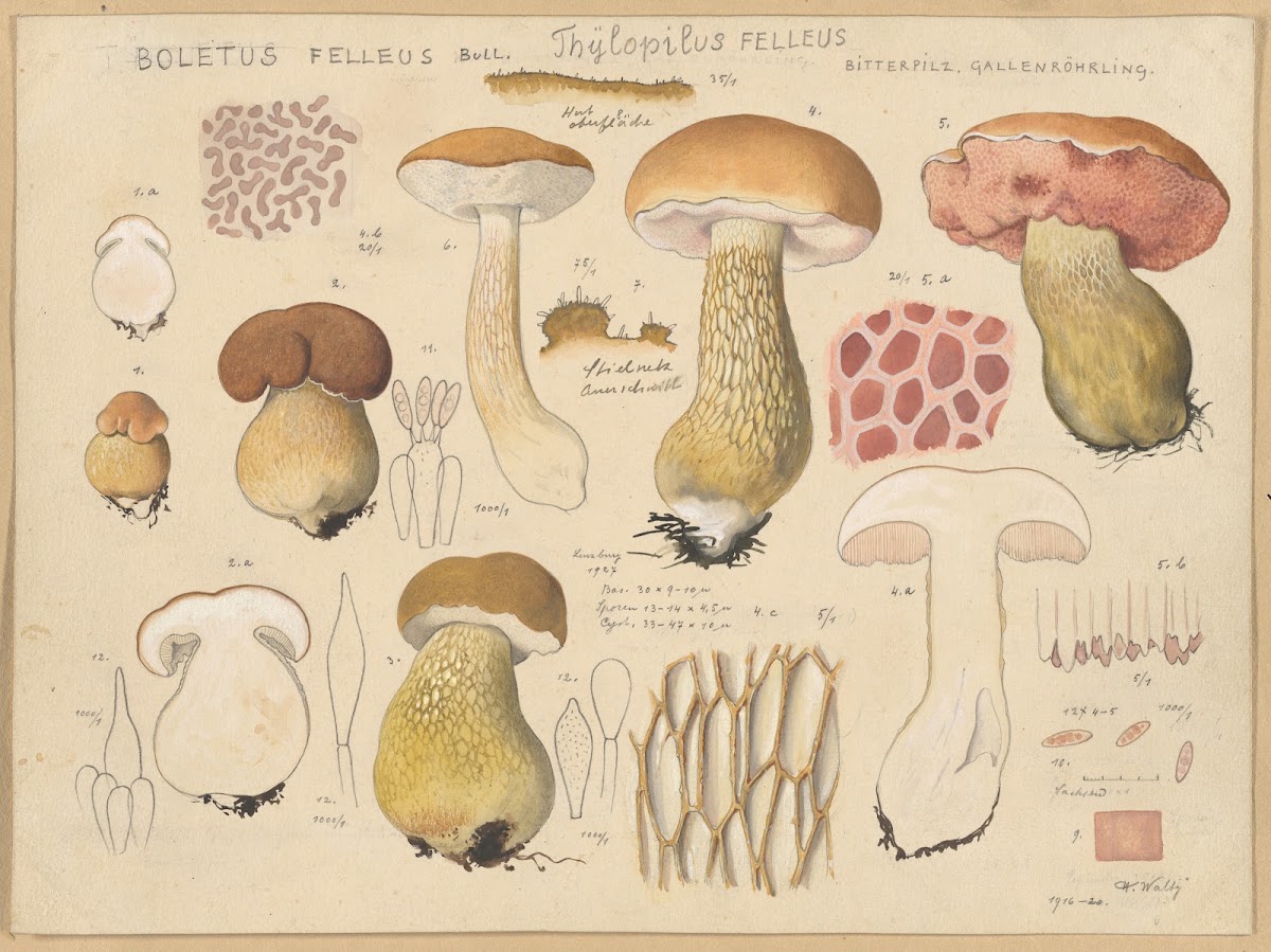 Boletus felleus Bull Thylopilus felleus Fr 1915 1945