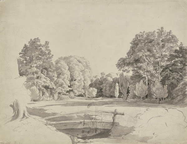 Forest lake