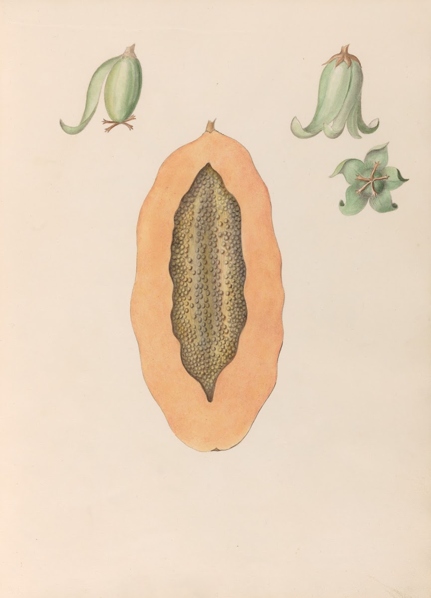 Drawings of tropical flowers and fruits from South America Pl36 1830