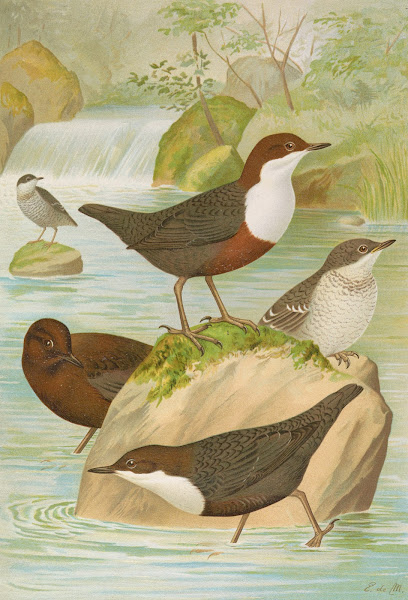 Cinclus cinclus aquaticus Cinclus cinclus Cinclus Pallasi Temm