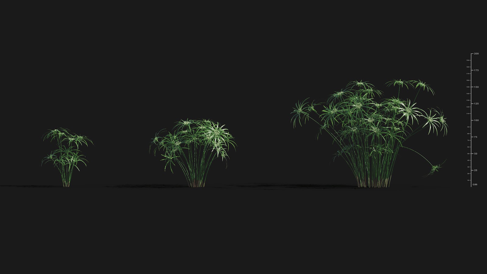 Maxtree - Plant Models Vol.29