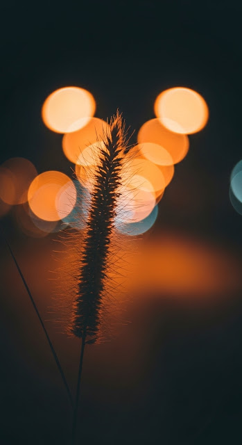 Close-up of Dried Grass Stalk in Foreground with Warm Bokeh City Lights Background - Free mobile Wallpaper