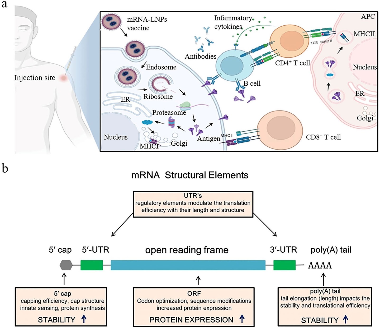 Developing mRNA Nanomedicines with Advanced Targeting Functions