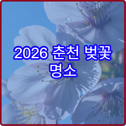 2026 춘천 벚꽃 명소 순위 부귀리 평일 오전 방문 꿀시간