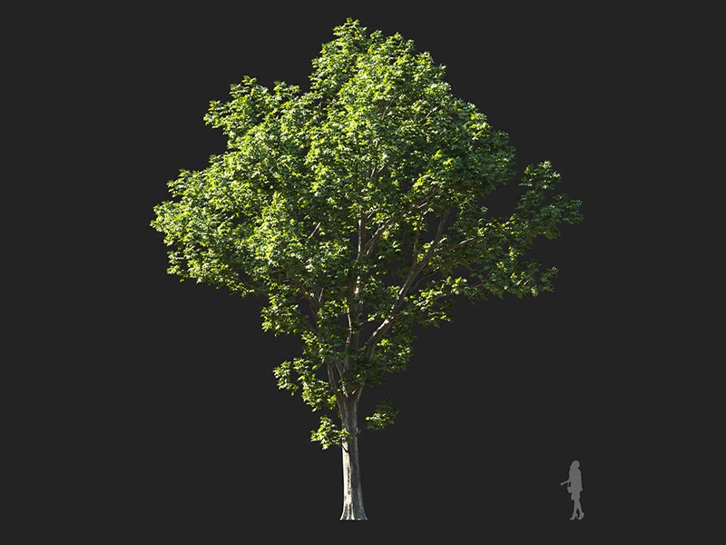 Maxtree - Plant Models Vol.132
