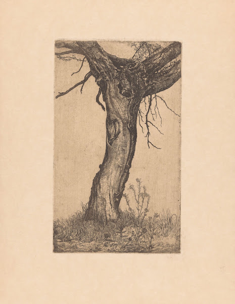 Wilg 1896