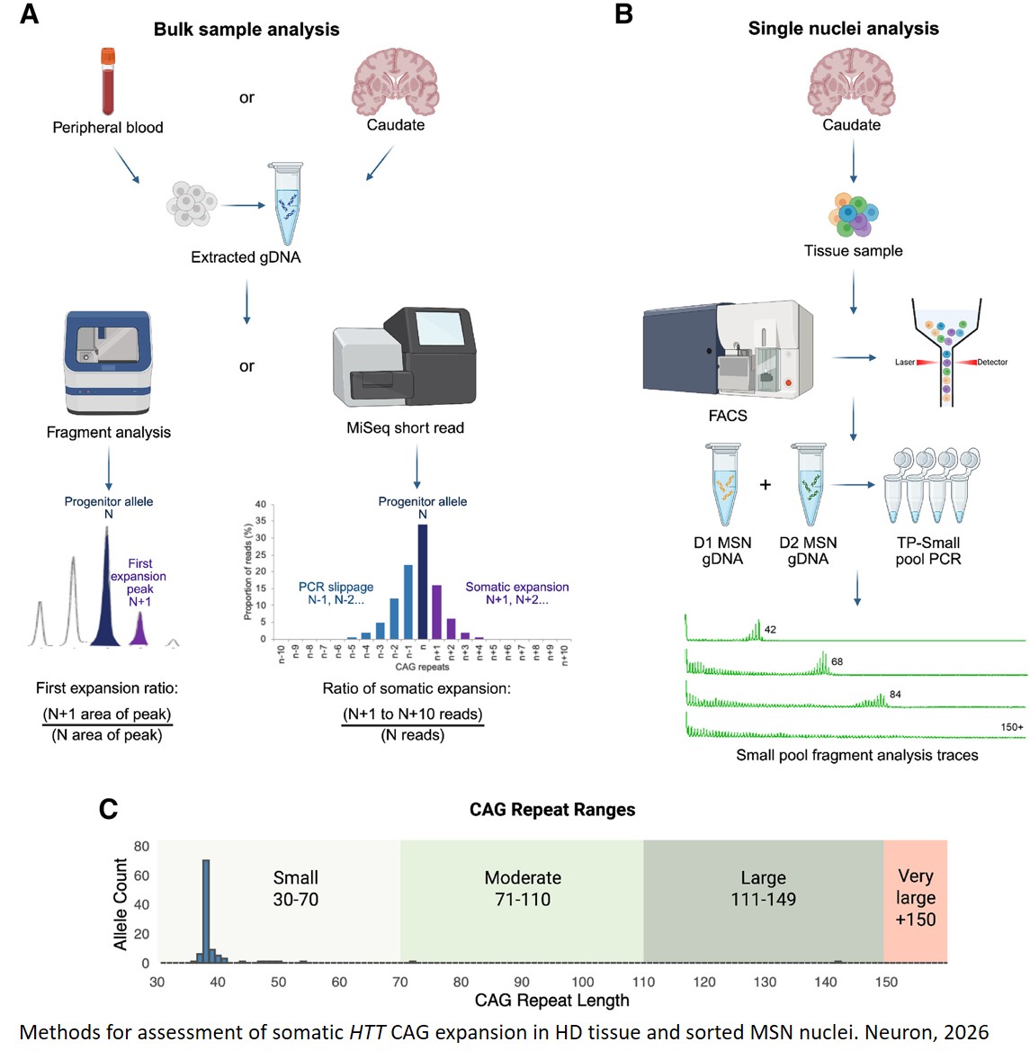 Loss of interruption in the HTT CAG repeat is associated with somatic expansion and loss of medium spiny neurons in Huntington’s disease