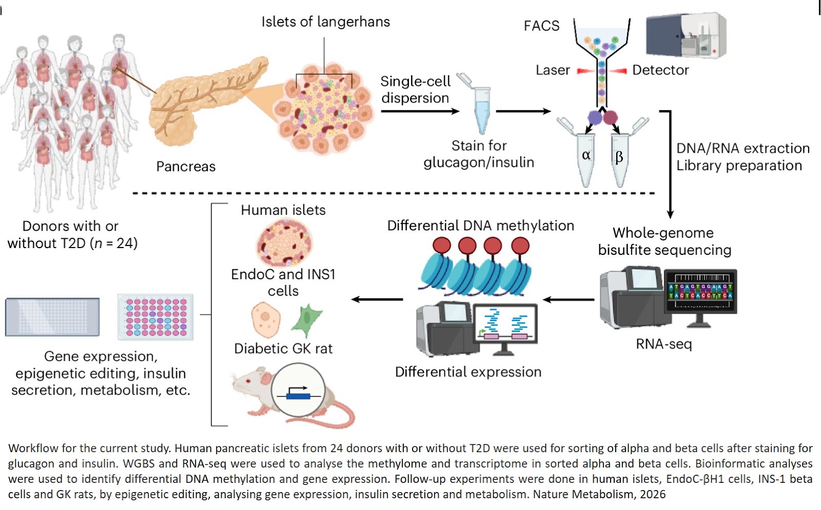 Cell-specific DNA methylation in human alpha and beta cells regulates gene expression in type 2 diabetes