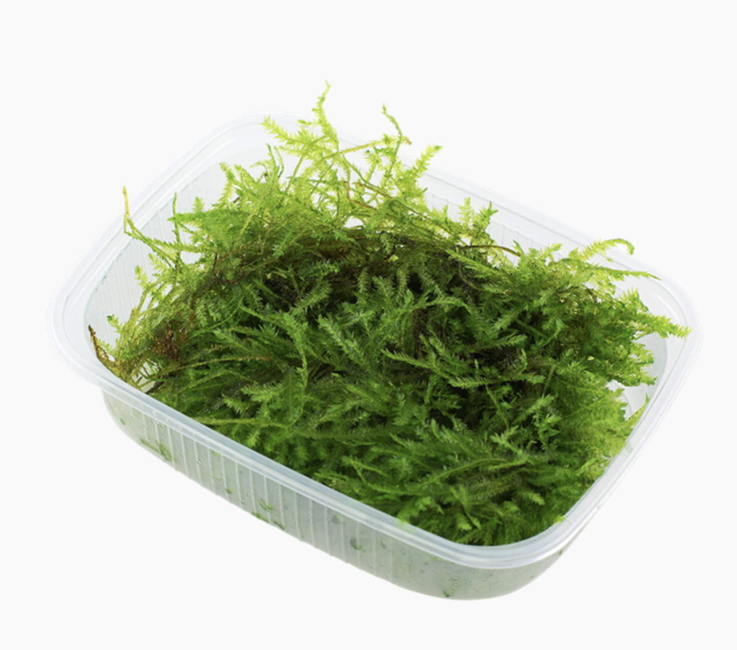 Vesicularia montagnei ('Christmas Moss')