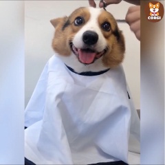 Bánh Cá