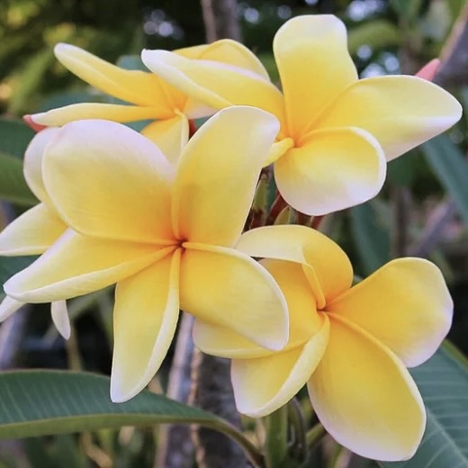Aztec Gold