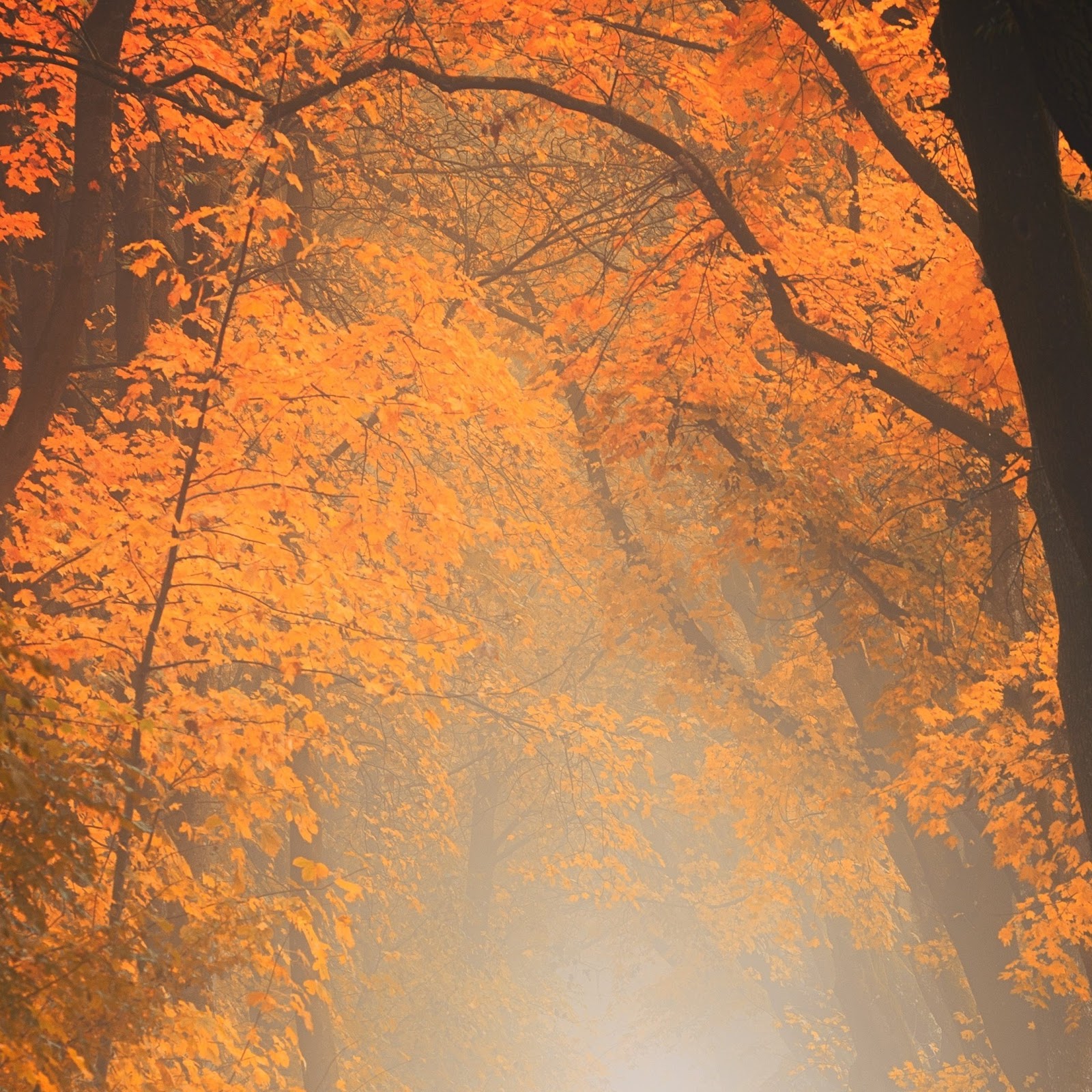 Download Autumn Tree Forest 4K iPhone