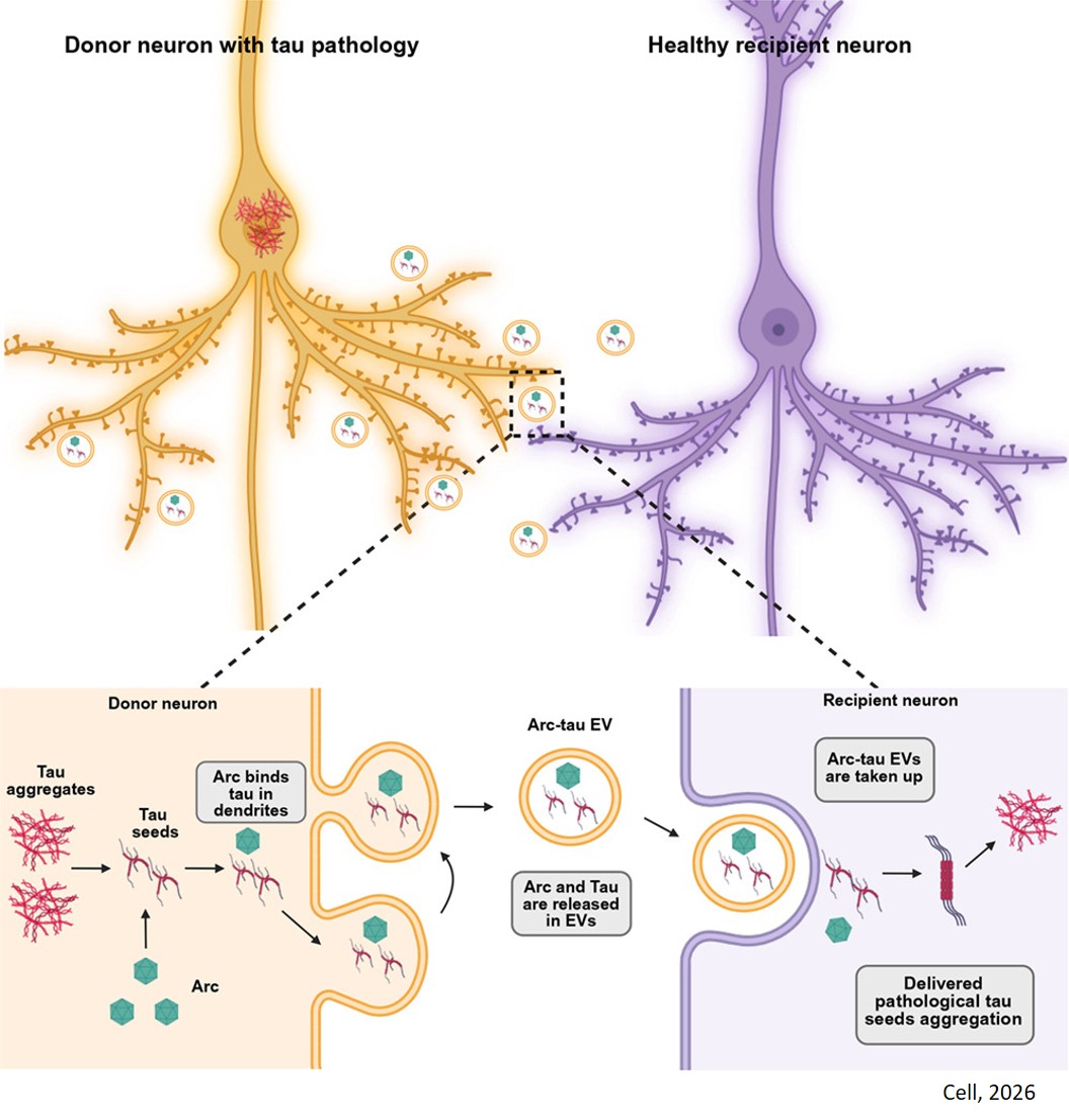Arc mediates intercellular tau transmission via extracellular vesicles