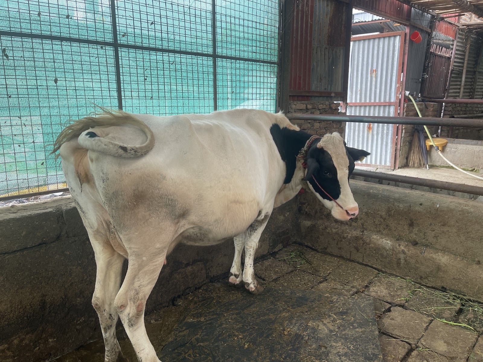 🐄 Our Dairy Farm - Sabal Farm