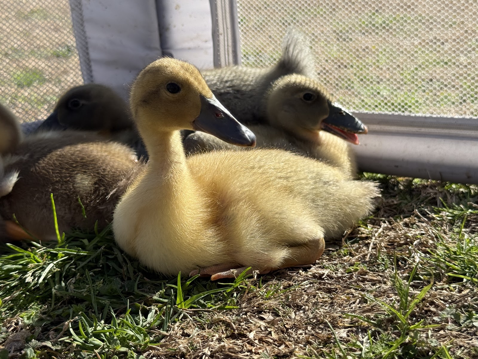 Welsh Harlequin Duckling