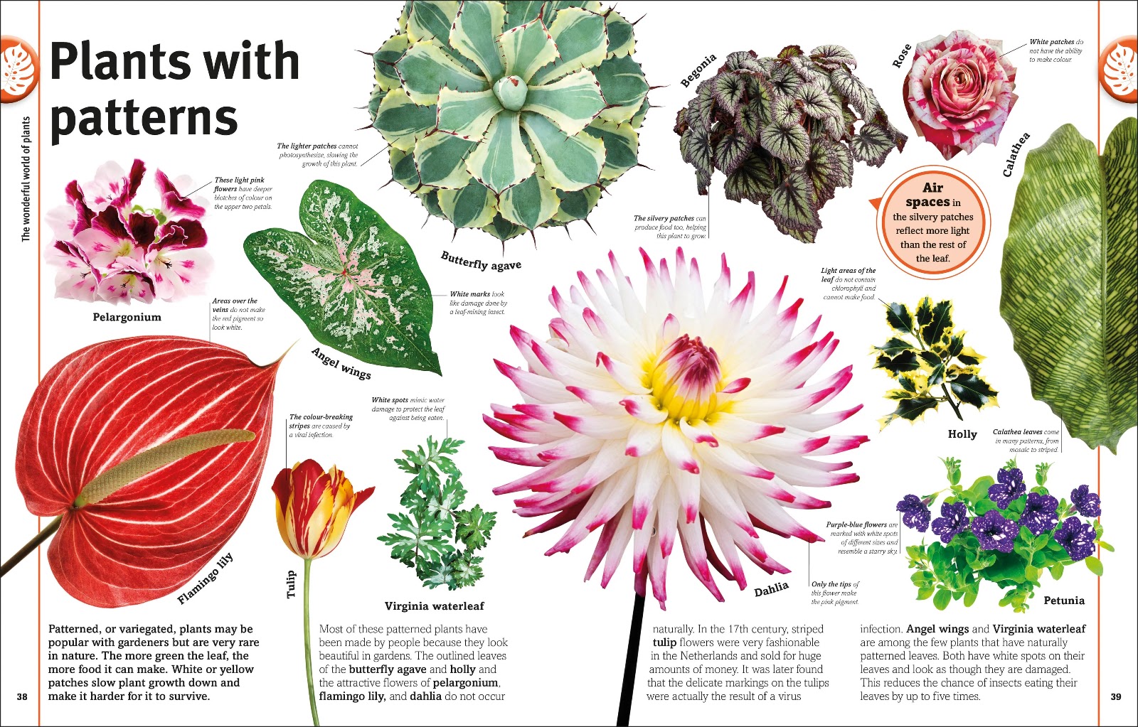 Our World in Pictures: Trees, Leaves, Flowers & Seeds — gambar 3