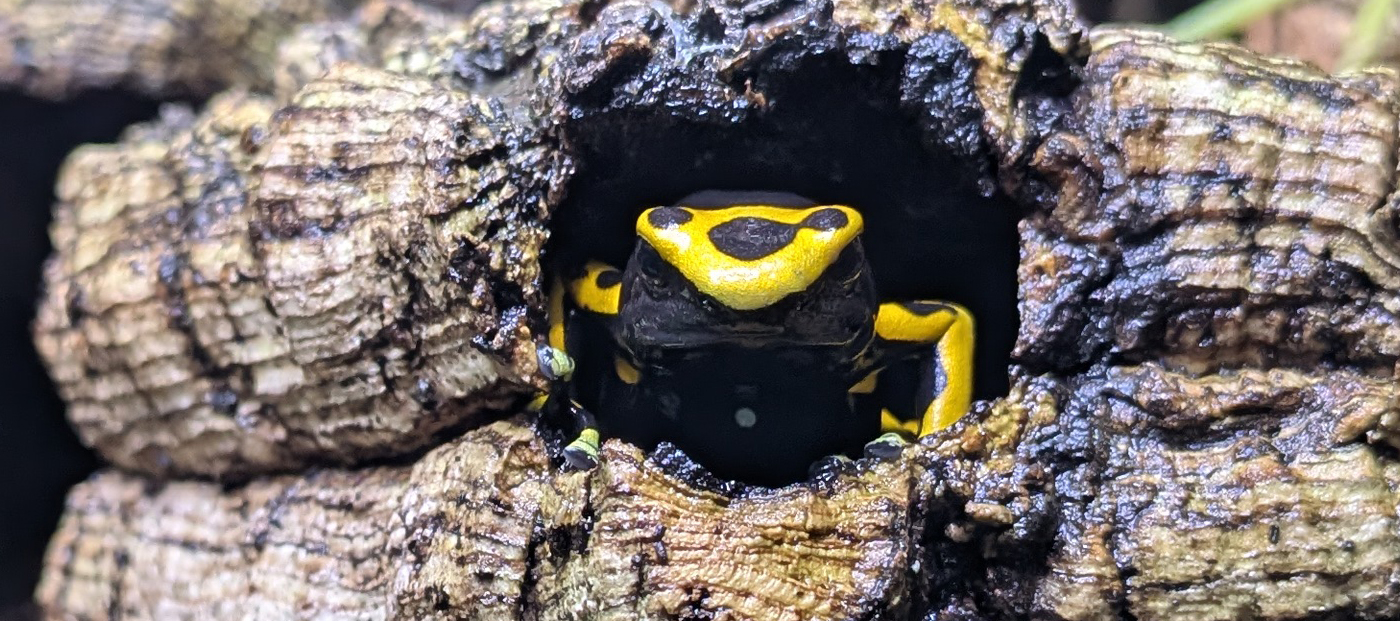 Why Is My Dart Frog Always Hiding? Understanding Hiding & Shyness