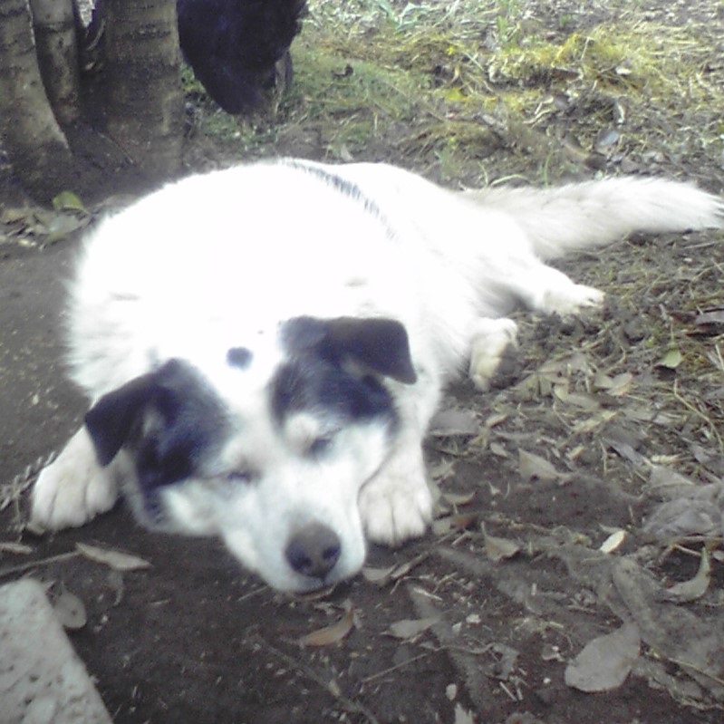 キタジー（kitaji0306）