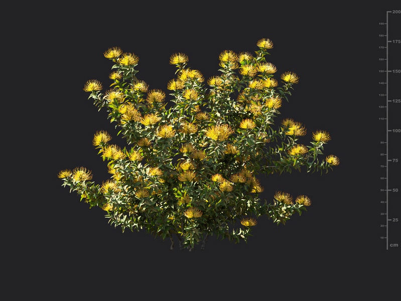 Maxtree - Plant Models Vol.119