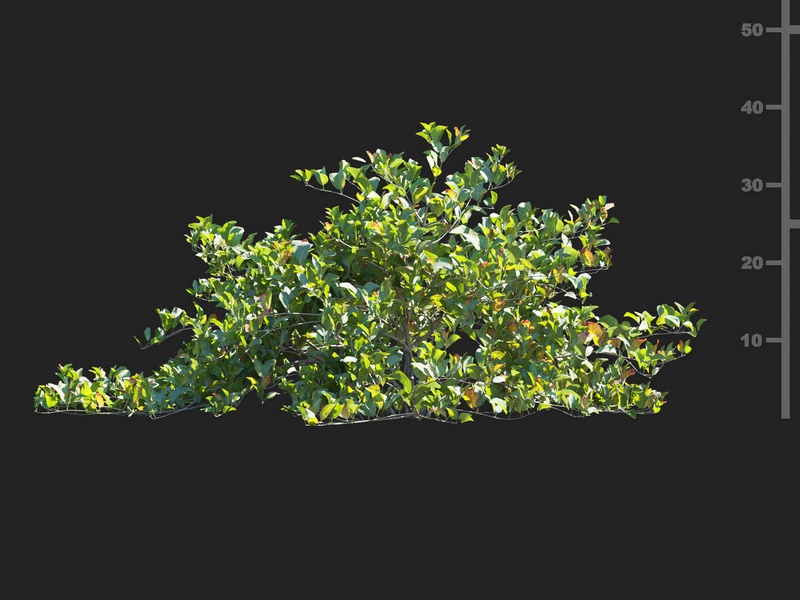 Maxtree - Plant Models Vol.112