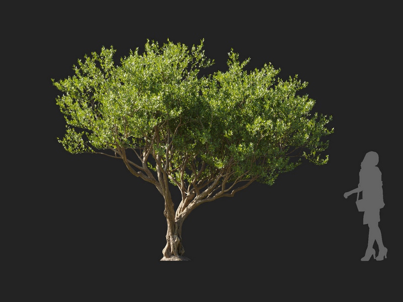 Maxtree - Plant Models Vol.127