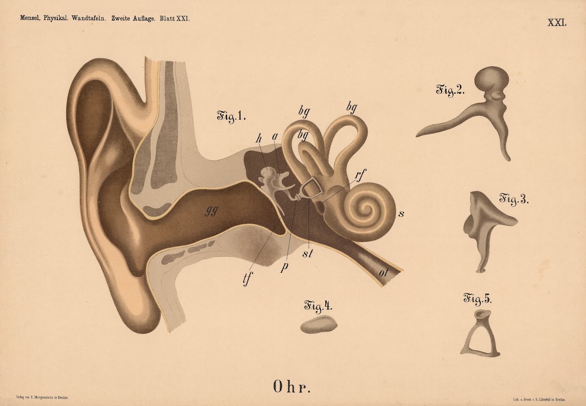 Ohr 1908