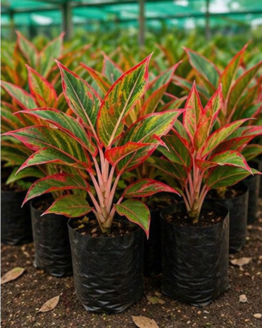 Aglaonema Chinese Evergreen Indoor Plant — view 2