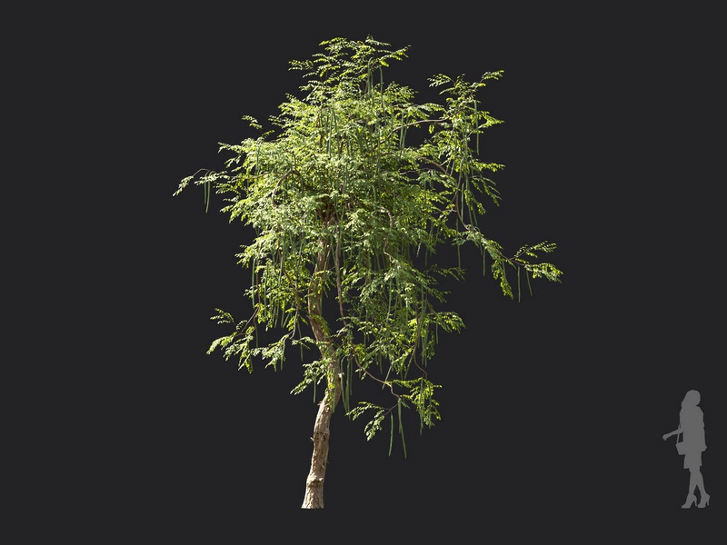 Maxtree - Plant Models Vol.119
