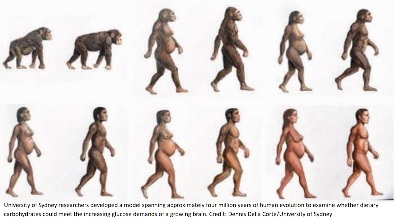 Dietary sugars in human brain evolution