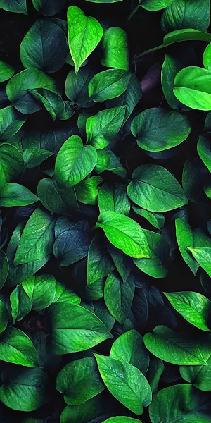 Plant, Leaf, Terrestrial Plant, Groundcover, Flowering Plant Full HD iPhone Wallpaper Background