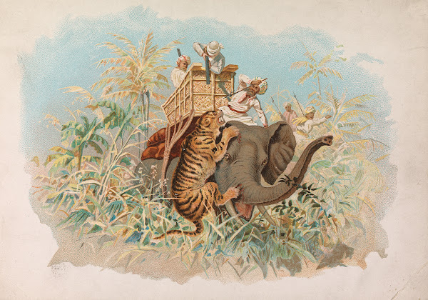 Tiger Hunting
