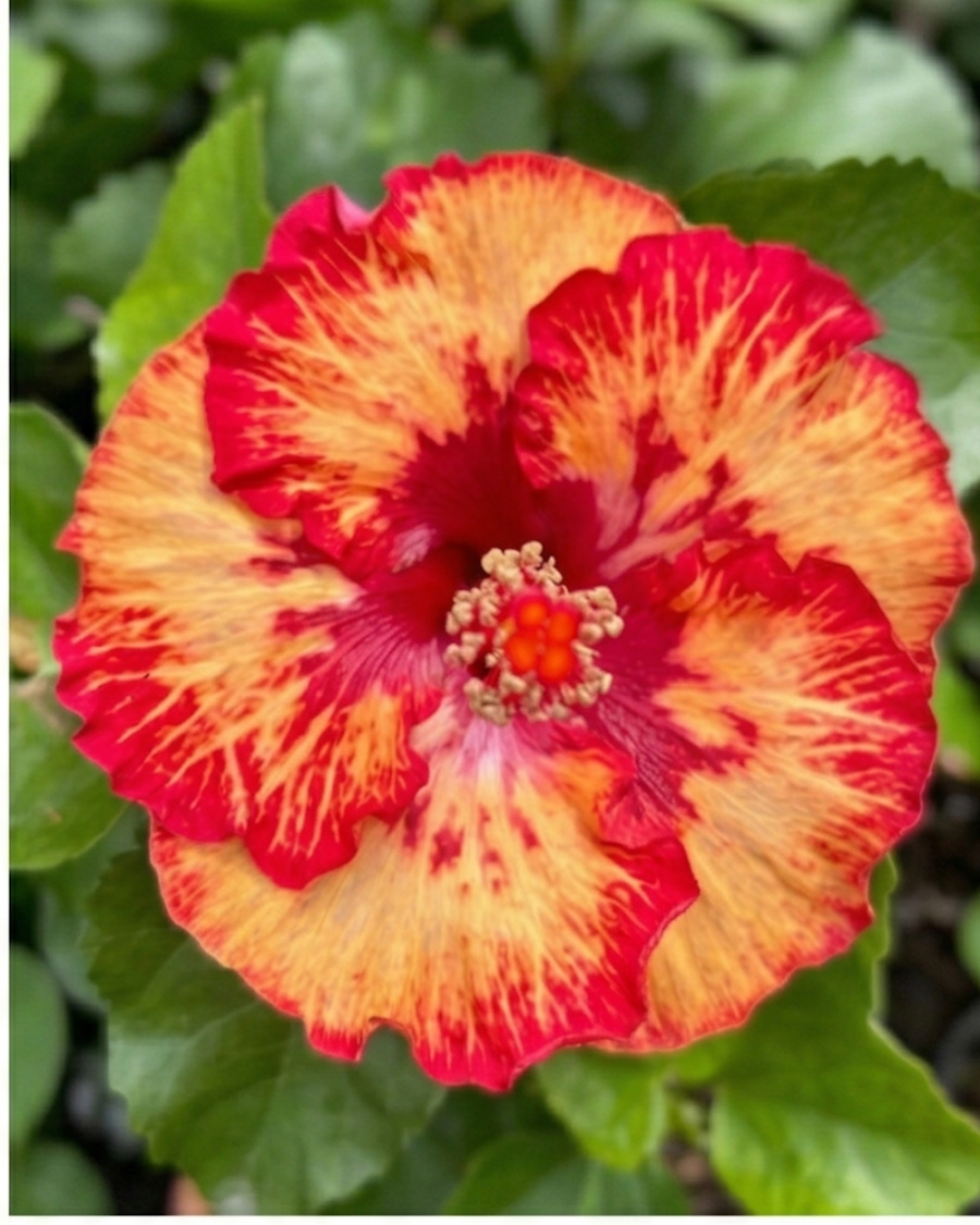 Hibiscus Caribbean Raging Fire — view 3